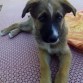 Se regala cachorro de raza grande. Mezcla de pastor alemán y mestizo. Los padres son excelentes guardianes y muy cariñosos. 
En La Roda (Albacete). Número de contacto: 662307949 o 680260339